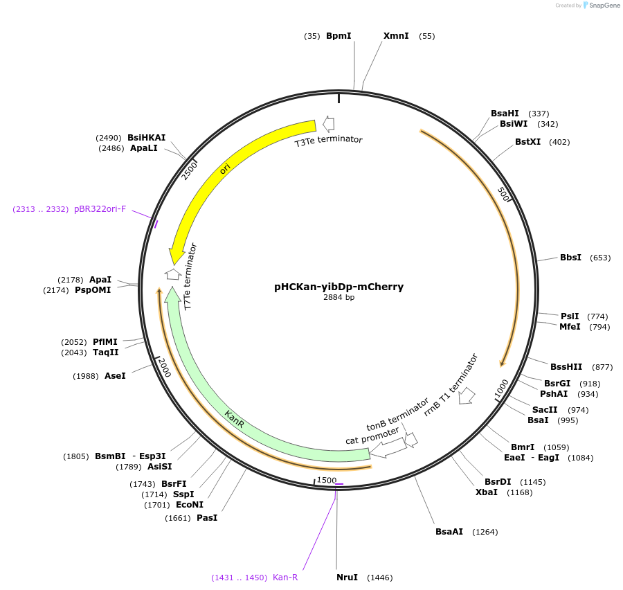 127058-plasmid-map-sequence-id-271195