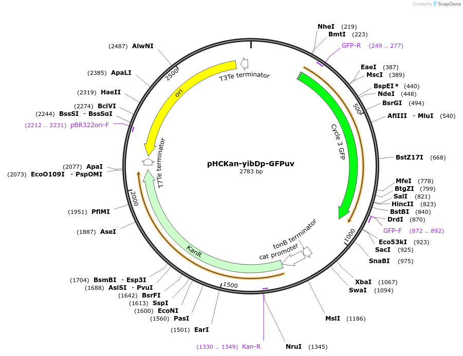 127078-plasmid-map-sequence-id-271197