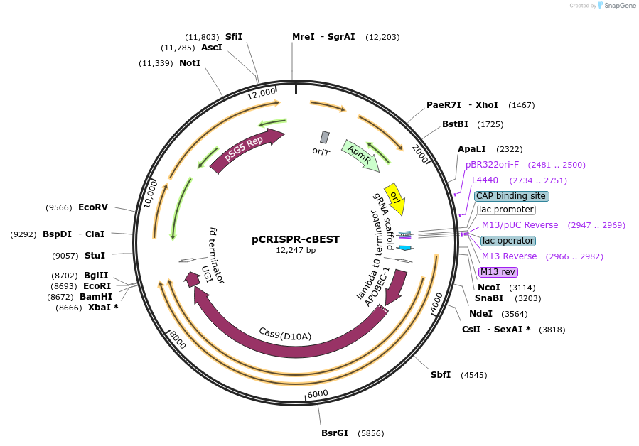 125689-plasmid-map-sequence-id-271202