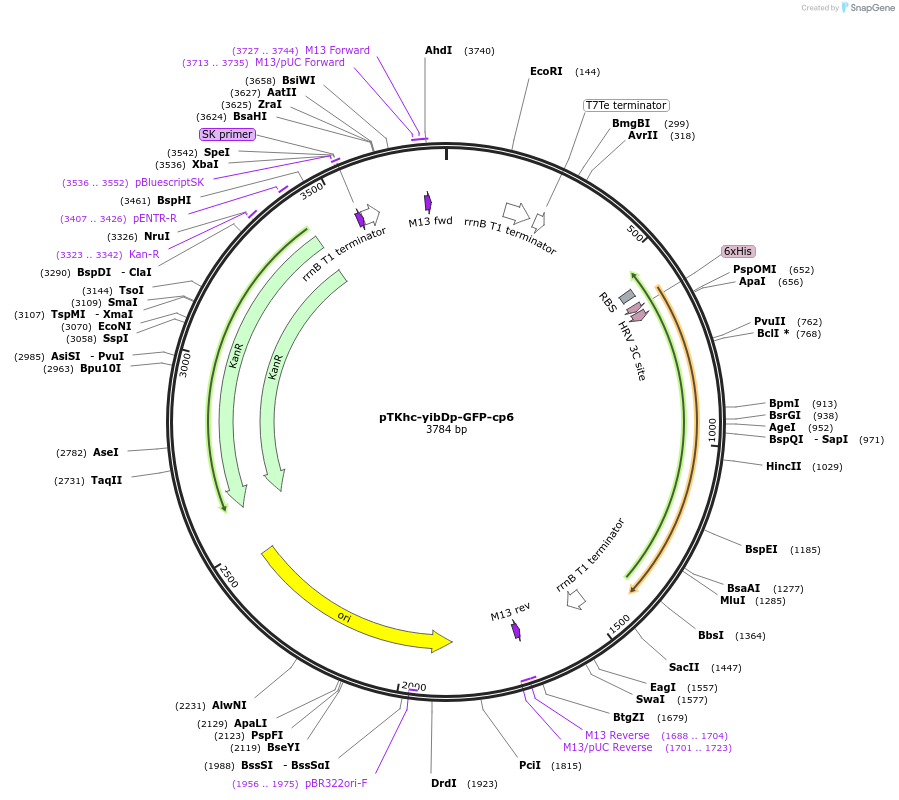 134938-plasmid-map-sequence-id-271203