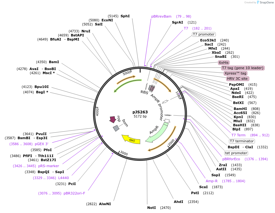 134141-plasmid-map-sequence-id-271205