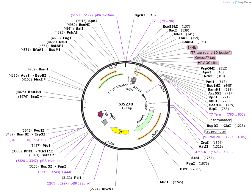 134139-plasmid-map-sequence-id-271249