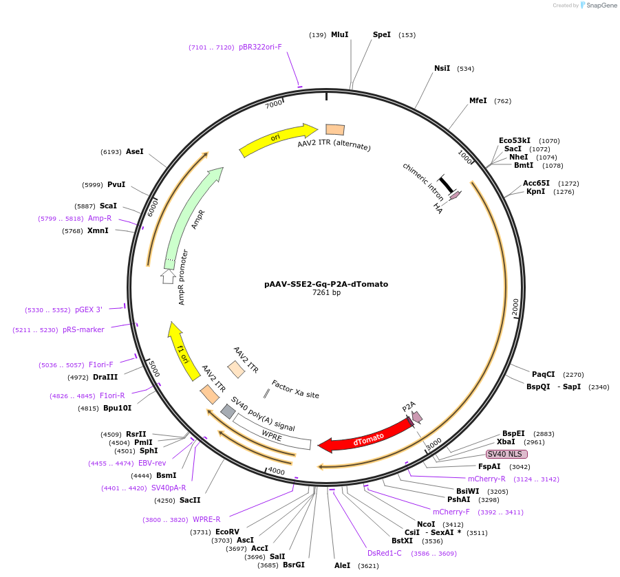 135635-plasmid-map-sequence-id-271255