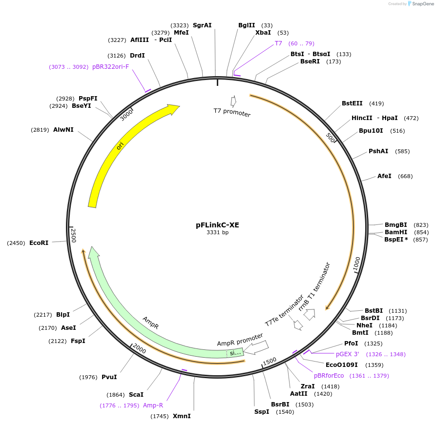 137114-plasmid-map-sequence-id-271257