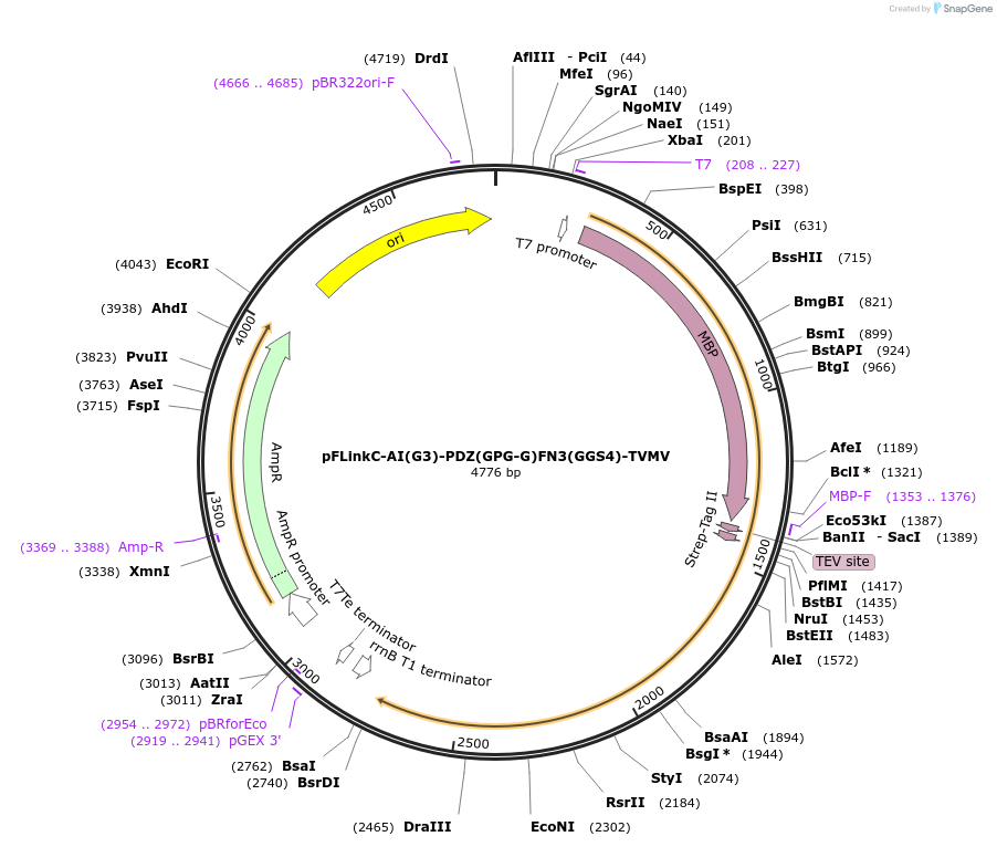 137117-plasmid-map-sequence-id-271262
