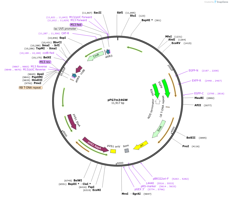 133747-plasmid-map-sequence-id-271263