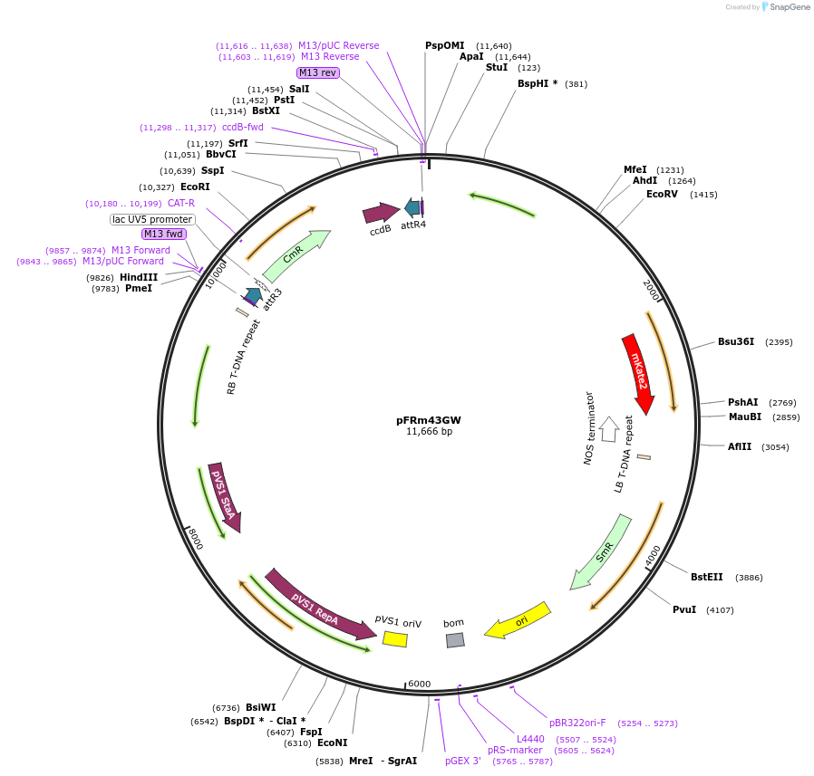 133748-plasmid-map-sequence-id-271264