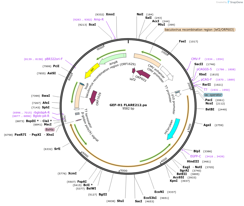 134930-plasmid-map-sequence-id-271271