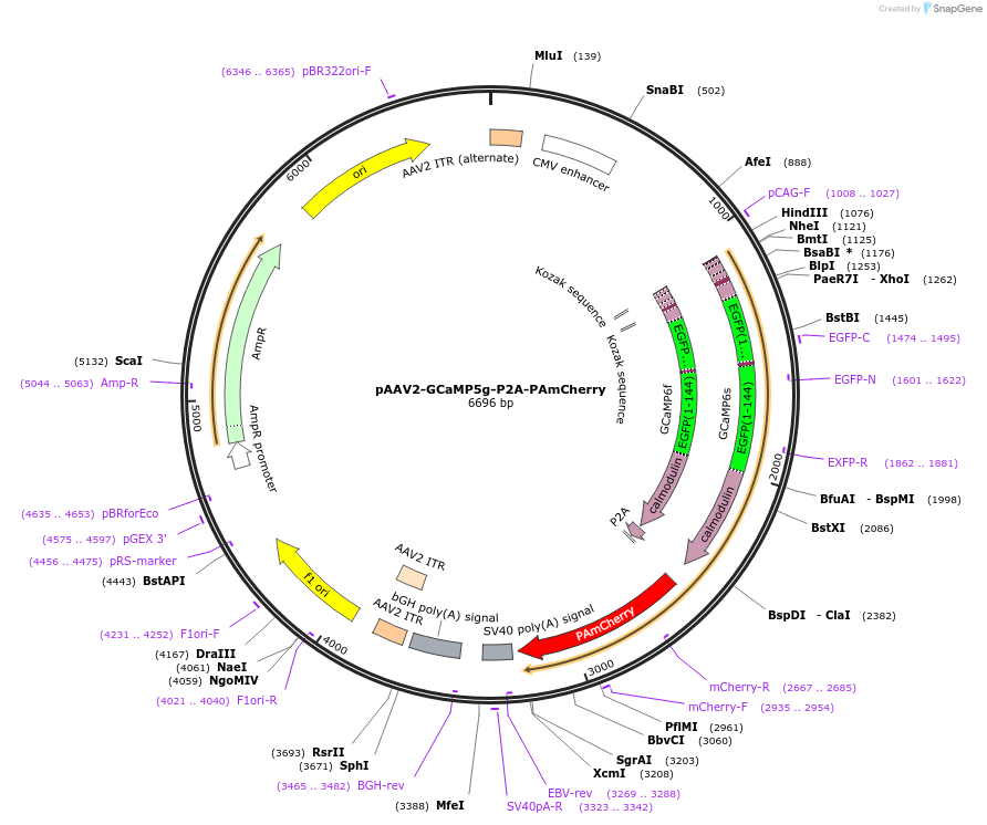 133411-plasmid-map-sequence-id-271272
