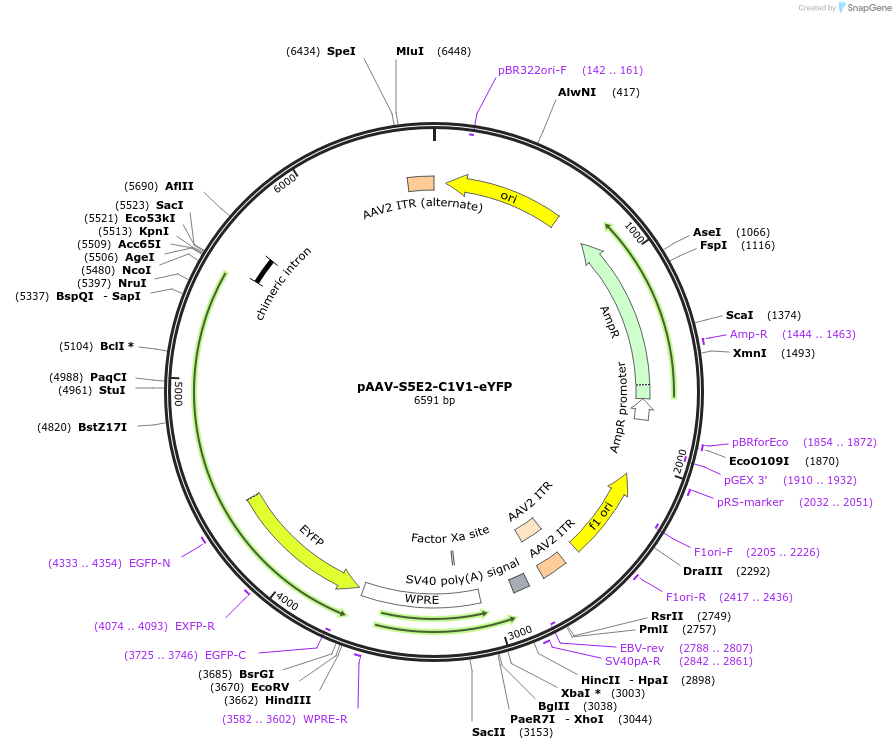 135633-plasmid-map-sequence-id-271298