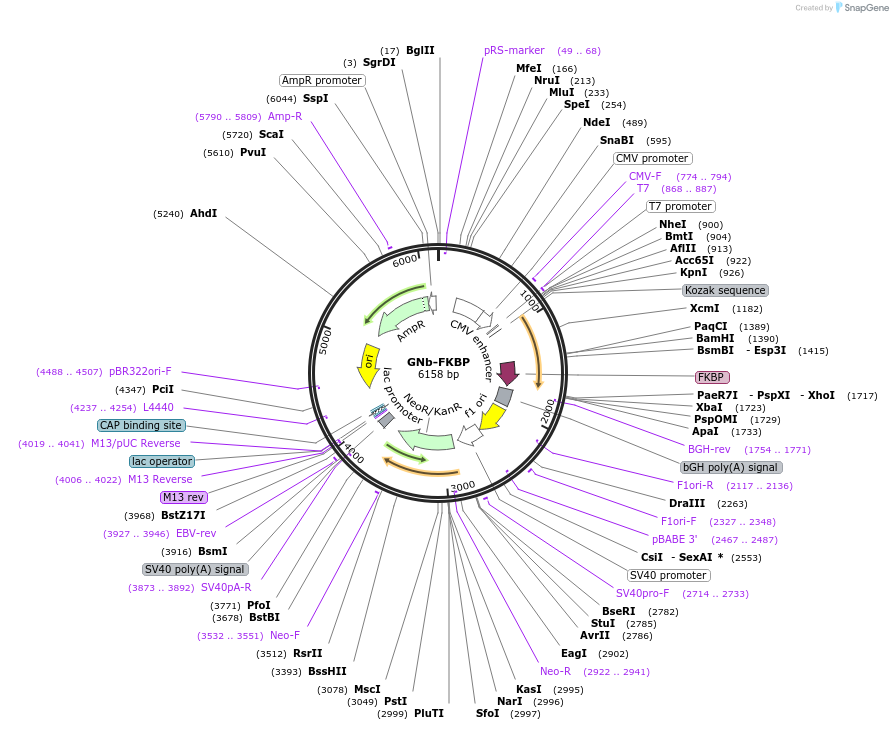 128771-plasmid-map-sequence-id-271301