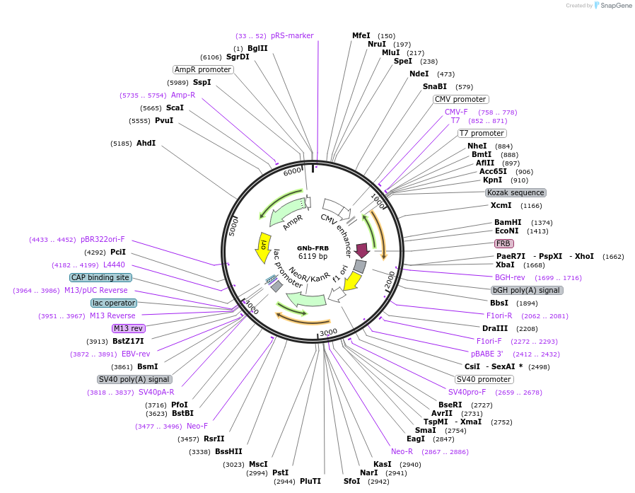 128772-plasmid-map-sequence-id-271302