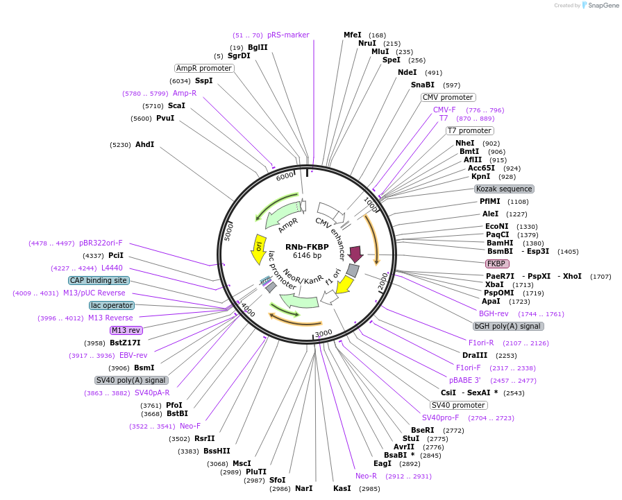 128779-plasmid-map-sequence-id-271306