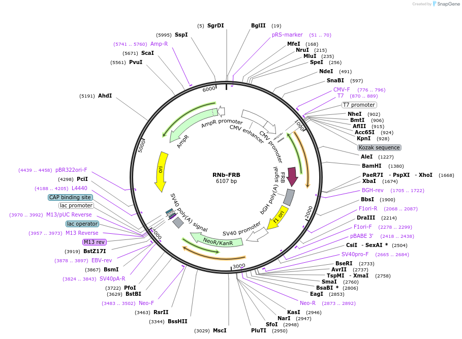 128780-plasmid-map-sequence-id-271307