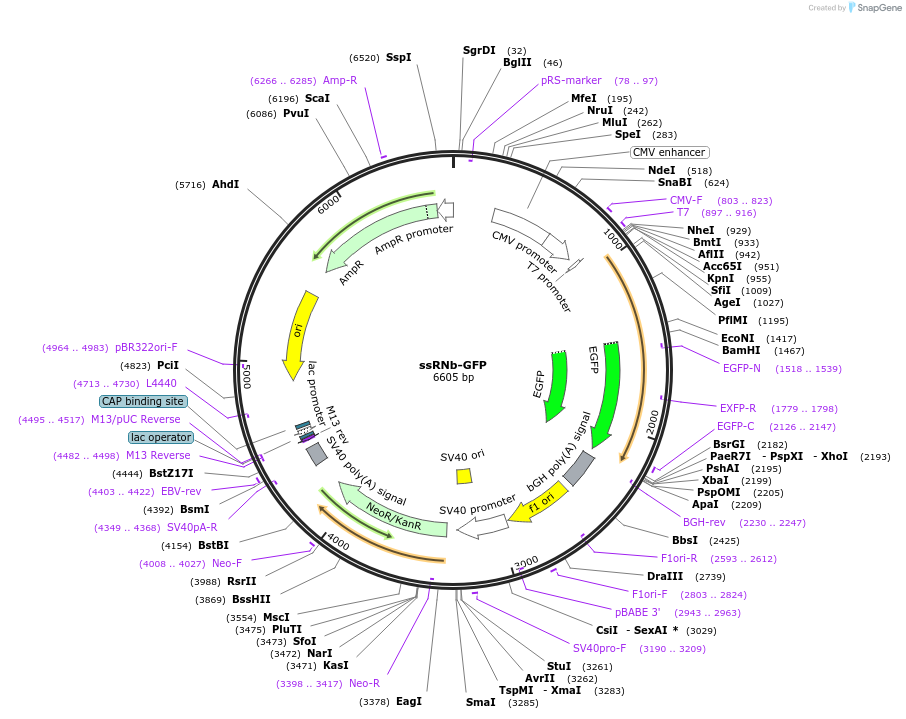 128791-plasmid-map-sequence-id-271309