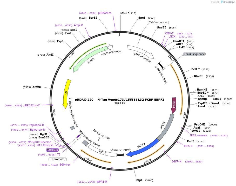 129953-plasmid-map-sequence-id-271313