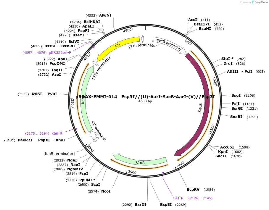 130245-plasmid-map-sequence-id-271317