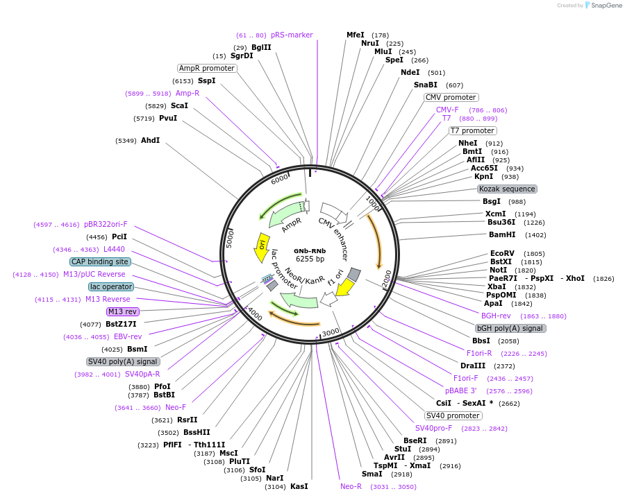 128787-plasmid-map-sequence-id-271336