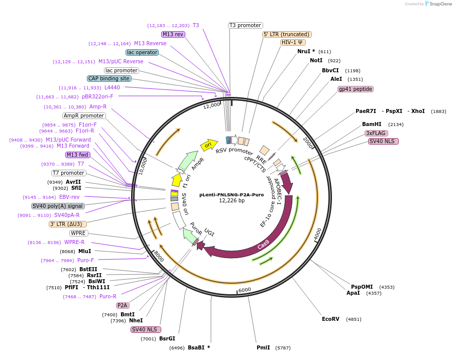 136900-plasmid-map-sequence-id-271343