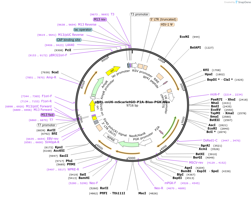 136904-plasmid-map-sequence-id-271344