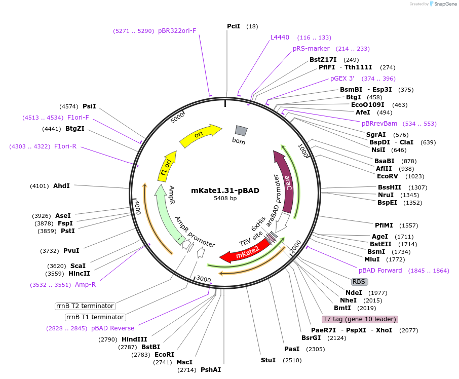 54827-plasmid-map-sequence-id-271345