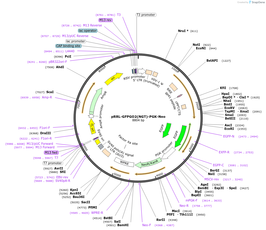 136892-plasmid-map-sequence-id-271347