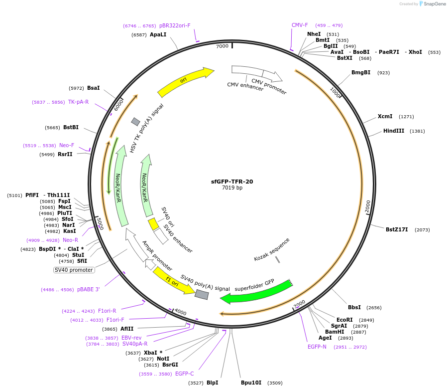 56488-plasmid-map-sequence-id-271349
