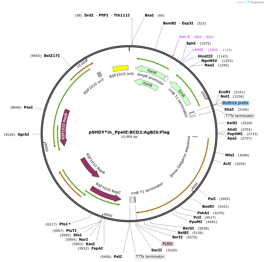 133971-plasmid-map-sequence-id-271350