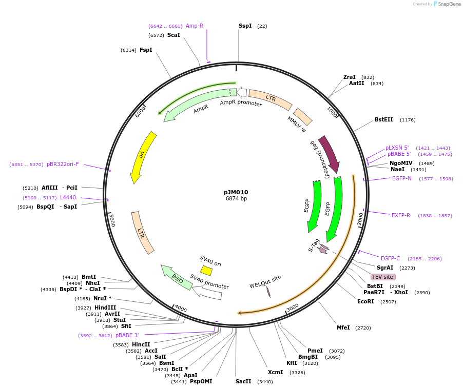 134154-plasmid-map-sequence-id-271352