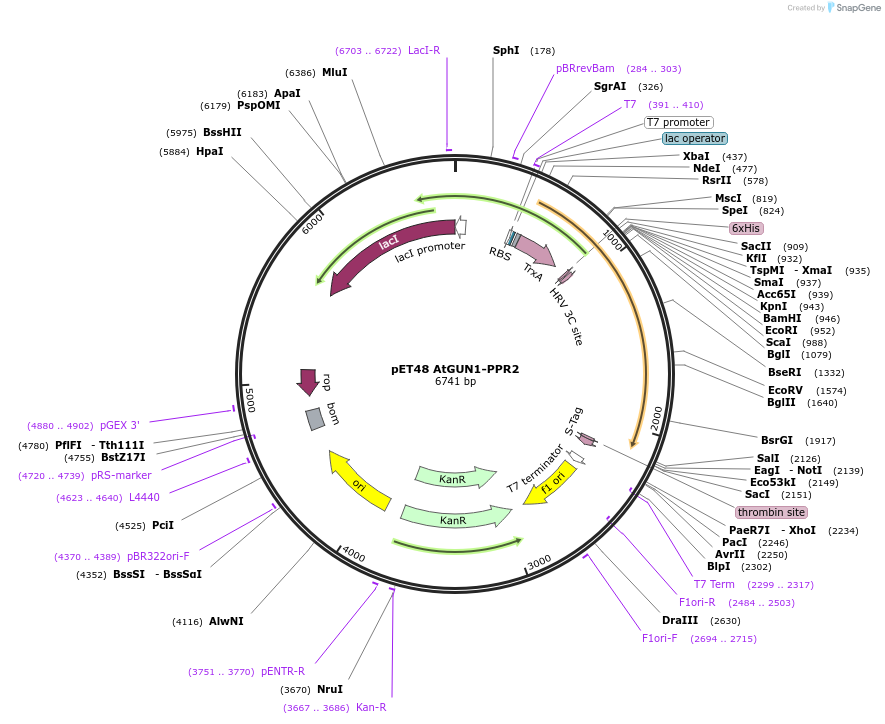 136360-plasmid-map-sequence-id-271354