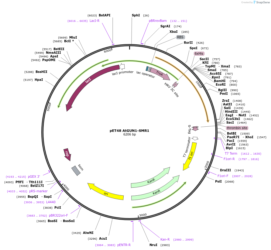 136361-plasmid-map-sequence-id-271357