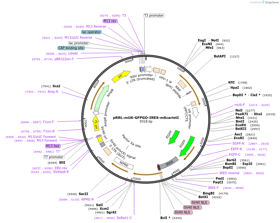 136895-plasmid-map-sequence-id-271360