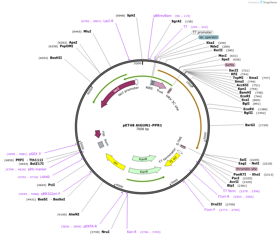 136359-plasmid-map-sequence-id-271363