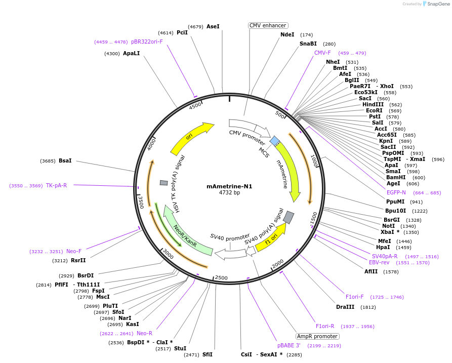 54505-plasmid-map-sequence-id-271364