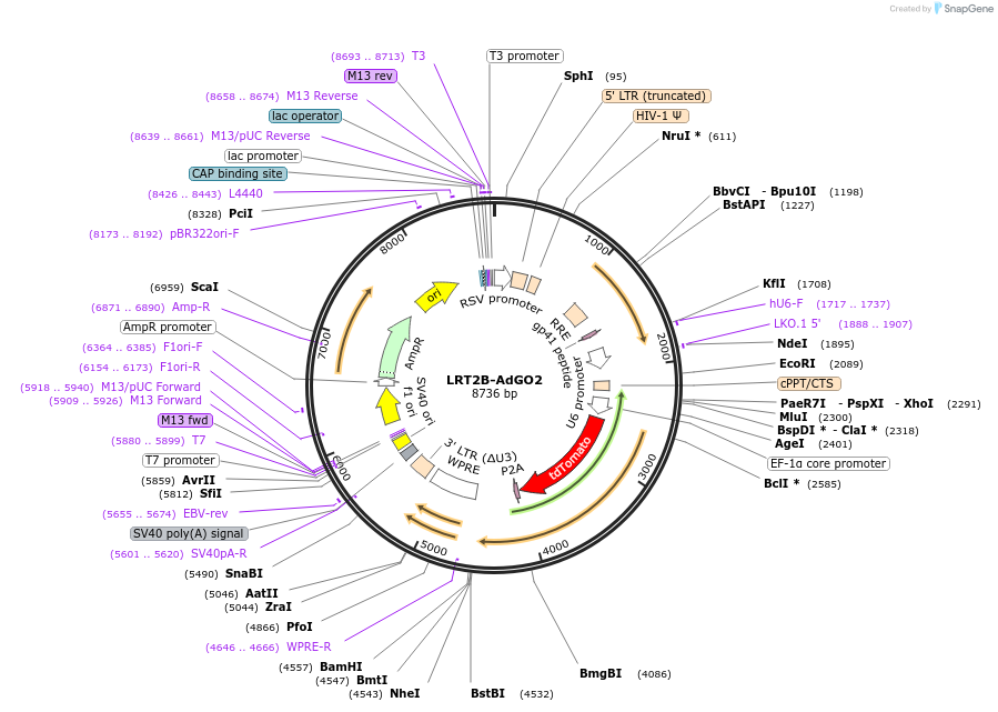 136911-plasmid-map-sequence-id-271370