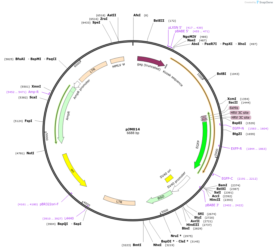 134157-plasmid-map-sequence-id-271371