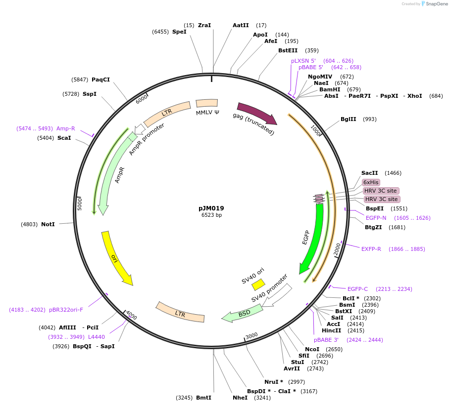 134158-plasmid-map-sequence-id-271373