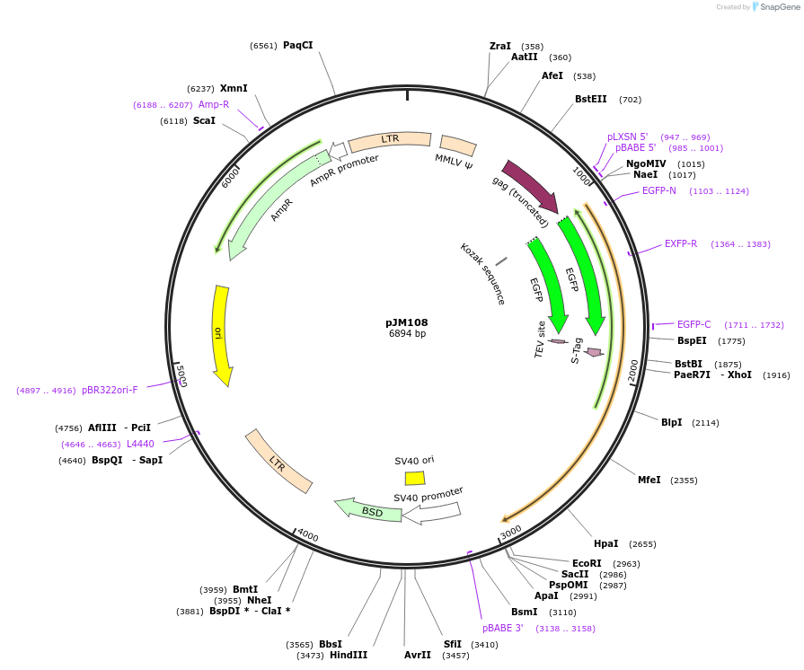 134160-plasmid-map-sequence-id-271380
