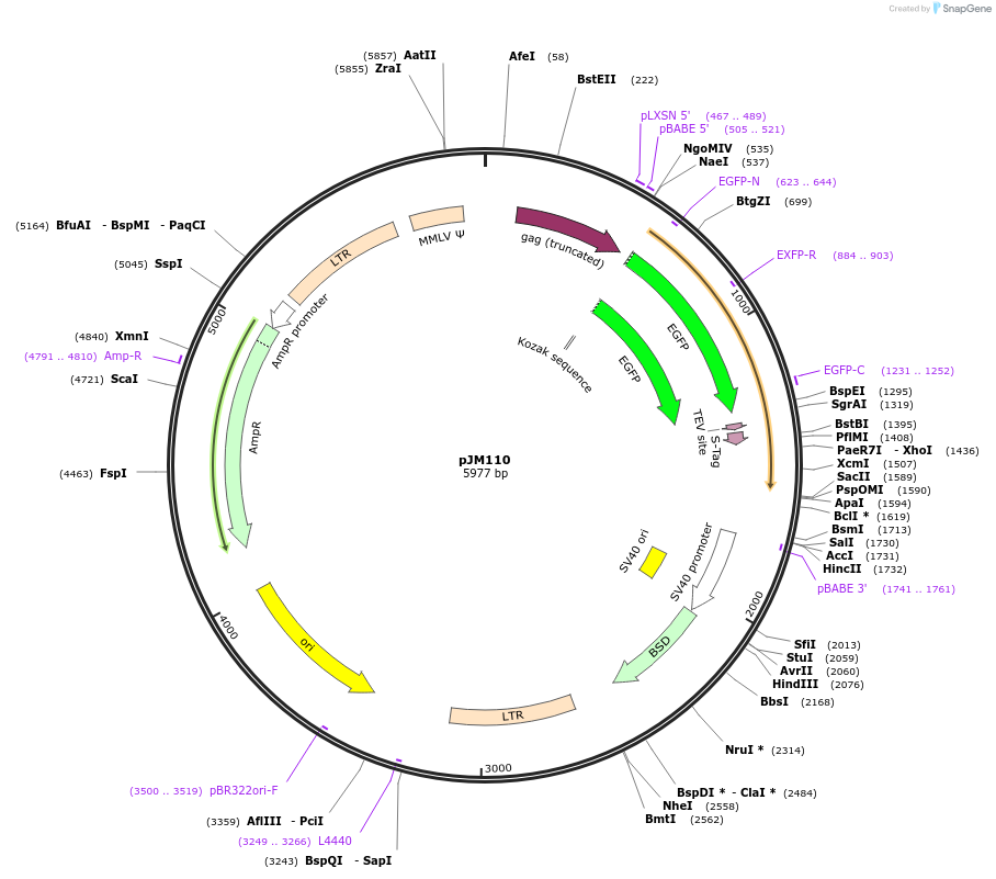 134161-plasmid-map-sequence-id-271383