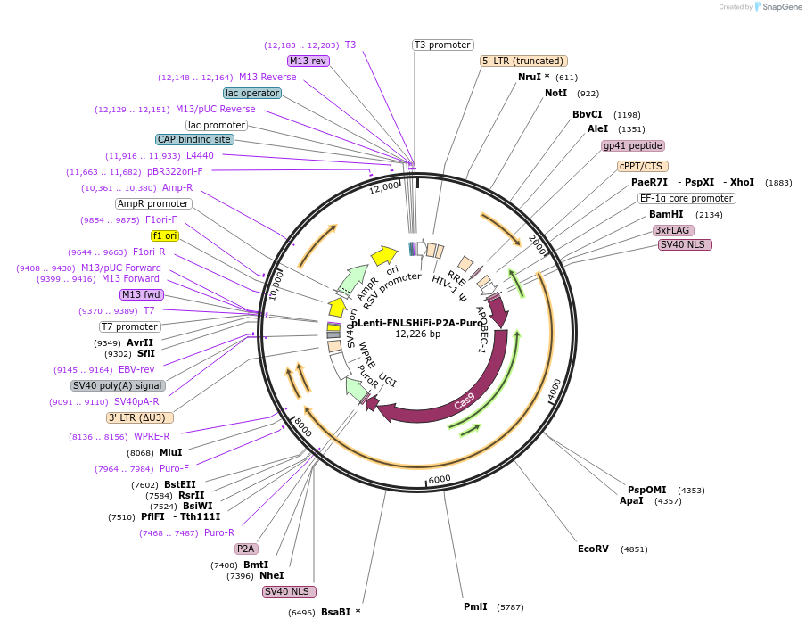 136902-plasmid-map-sequence-id-271388