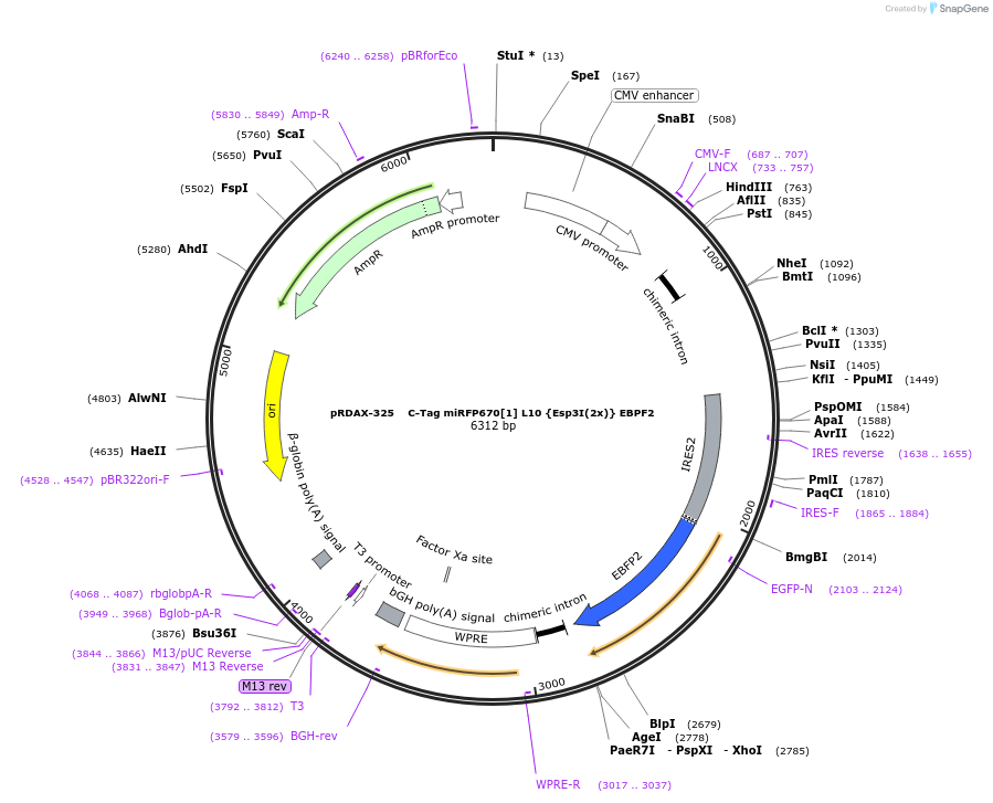 129828-plasmid-map-sequence-id-271392