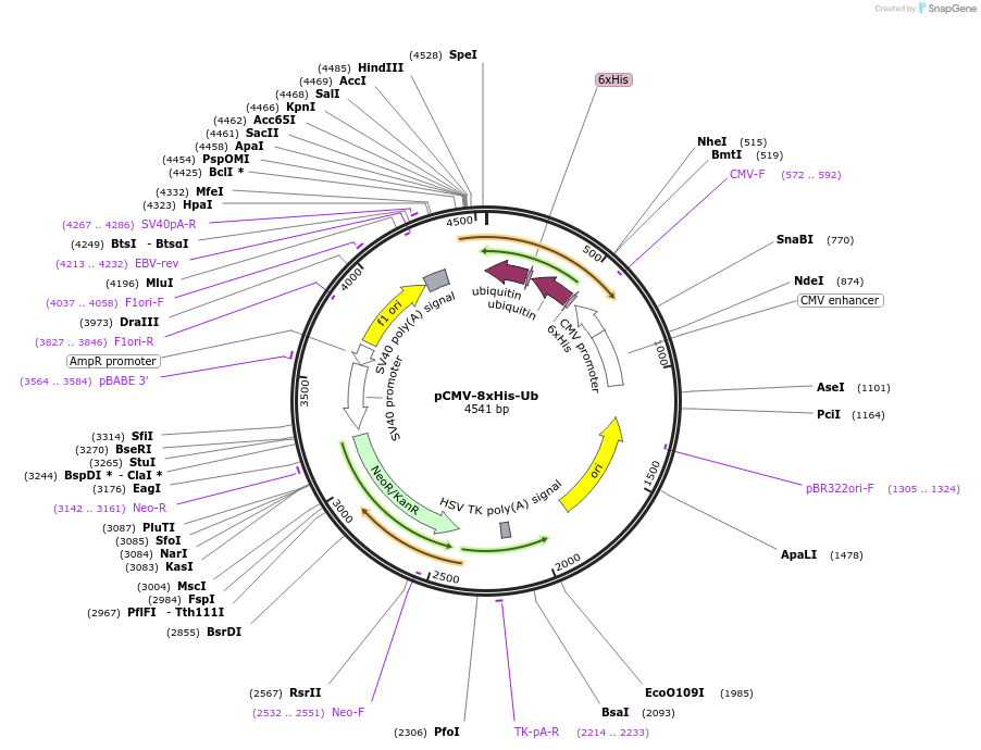 107392-plasmid-map-sequence-id-271394