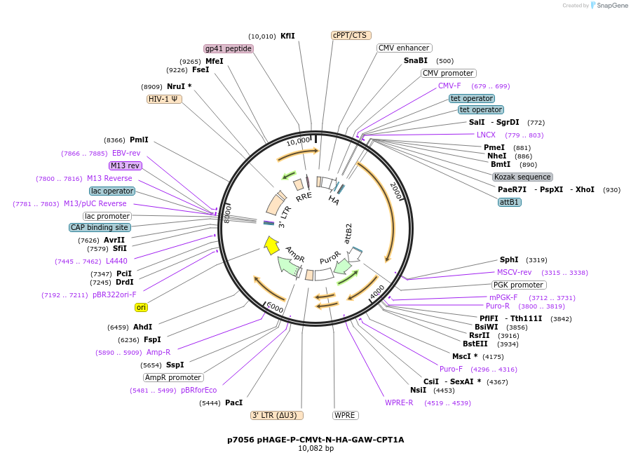 100146-plasmid-map-sequence-id-271395