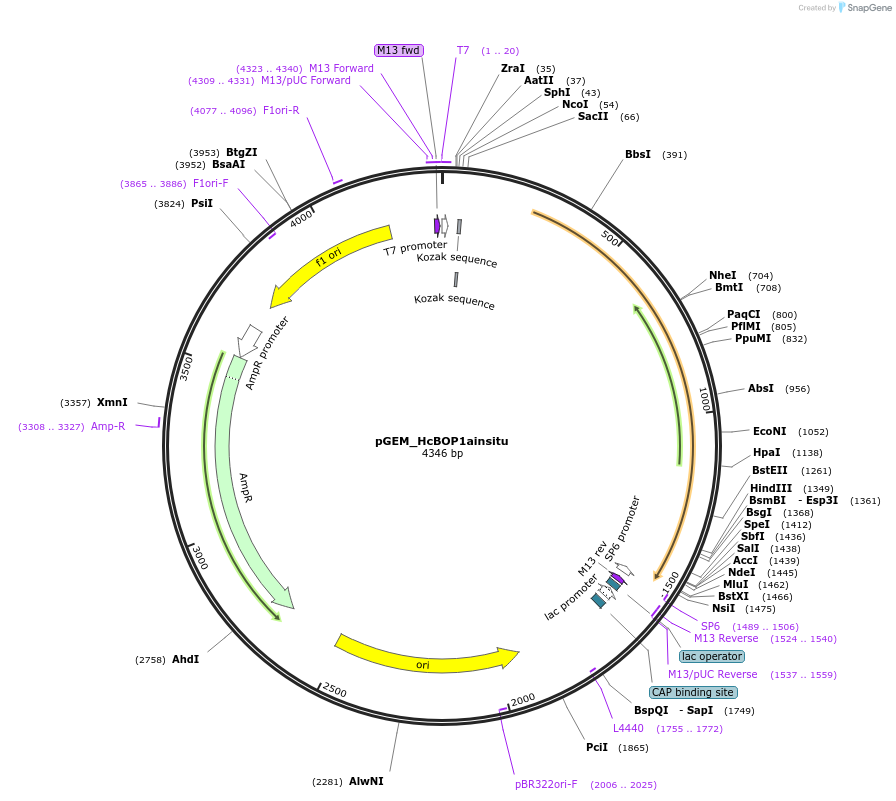 136529-plasmid-map-sequence-id-271402