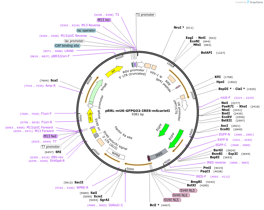 136896-plasmid-map-sequence-id-271404