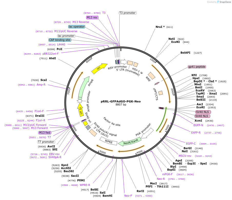 136898-plasmid-map-sequence-id-271407