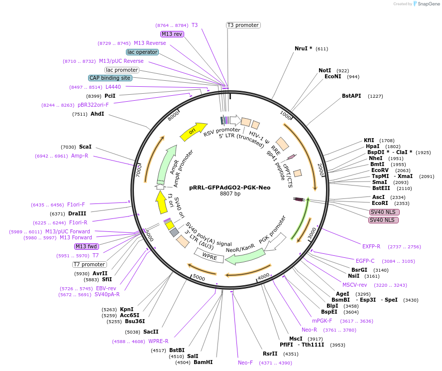 136899-plasmid-map-sequence-id-271420