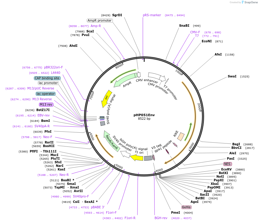 133995-plasmid-map-sequence-id-271422
