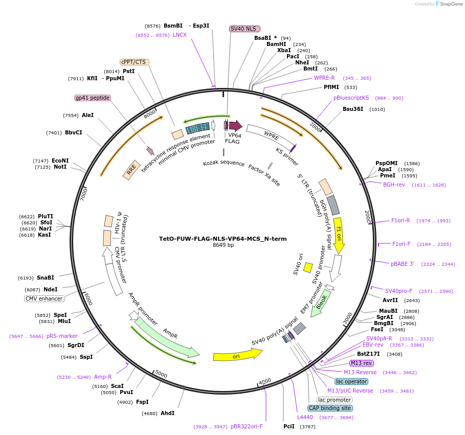 136886-plasmid-map-sequence-id-271432