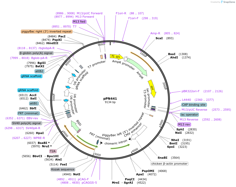 137873-plasmid-map-sequence-id-271433